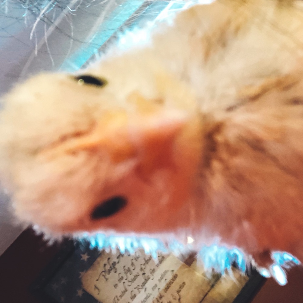 evil chicken